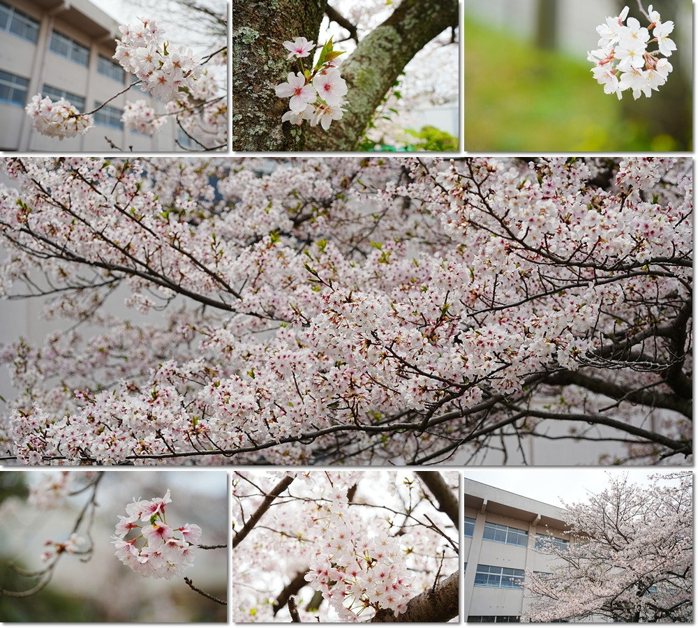 20260406　高津小桜