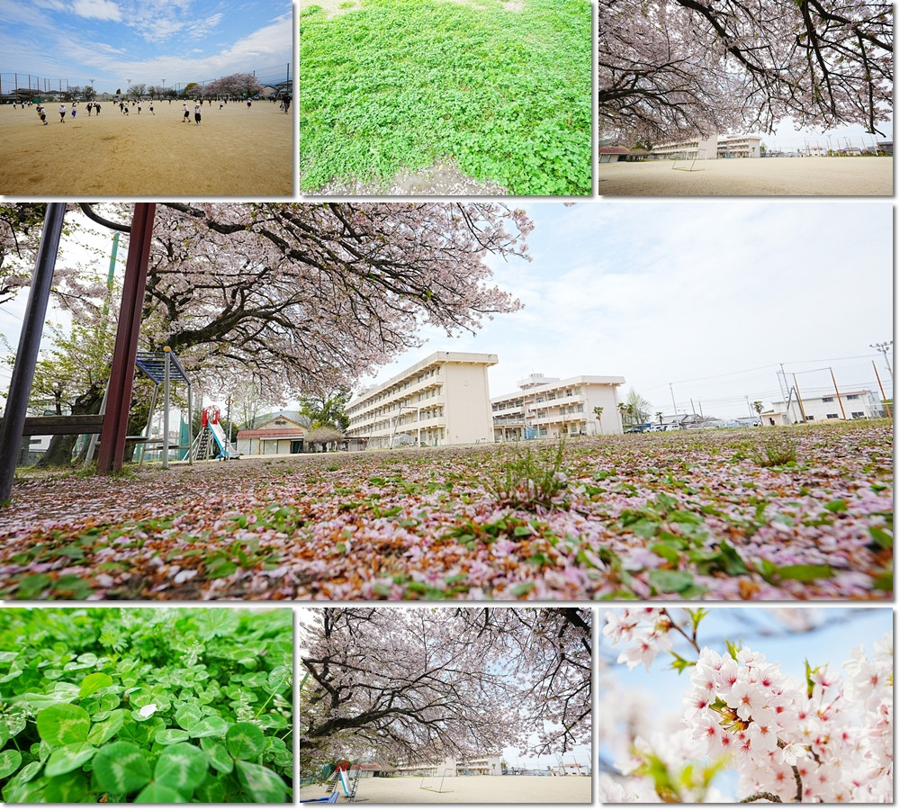 0413　校内桜風景