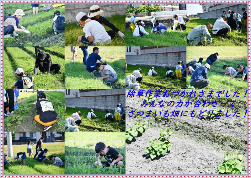 0706 さつまいも除草