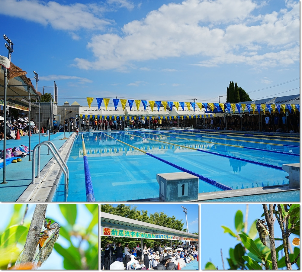 0723 市小学校水泳大会2