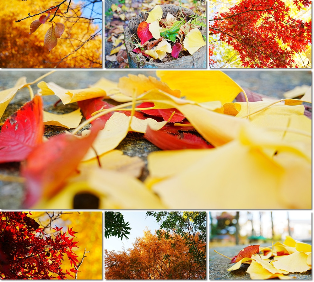 1127　高津小紅葉狩り２