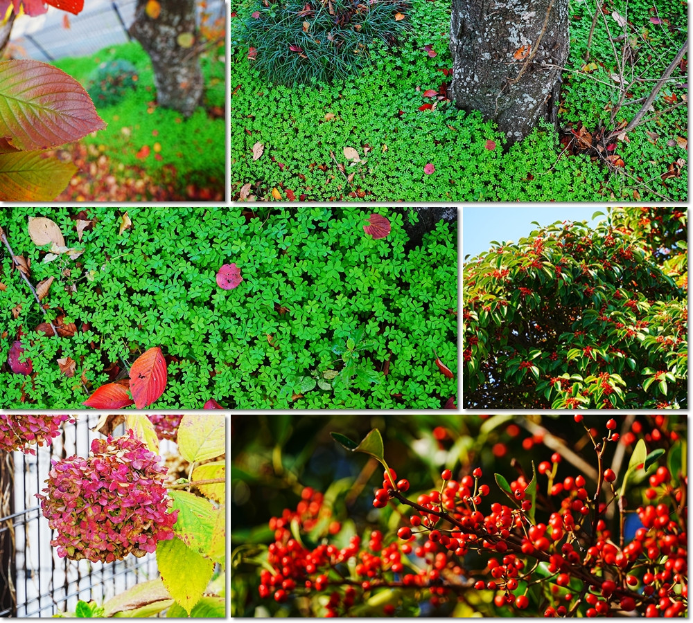 1127　高津小紅葉狩り３