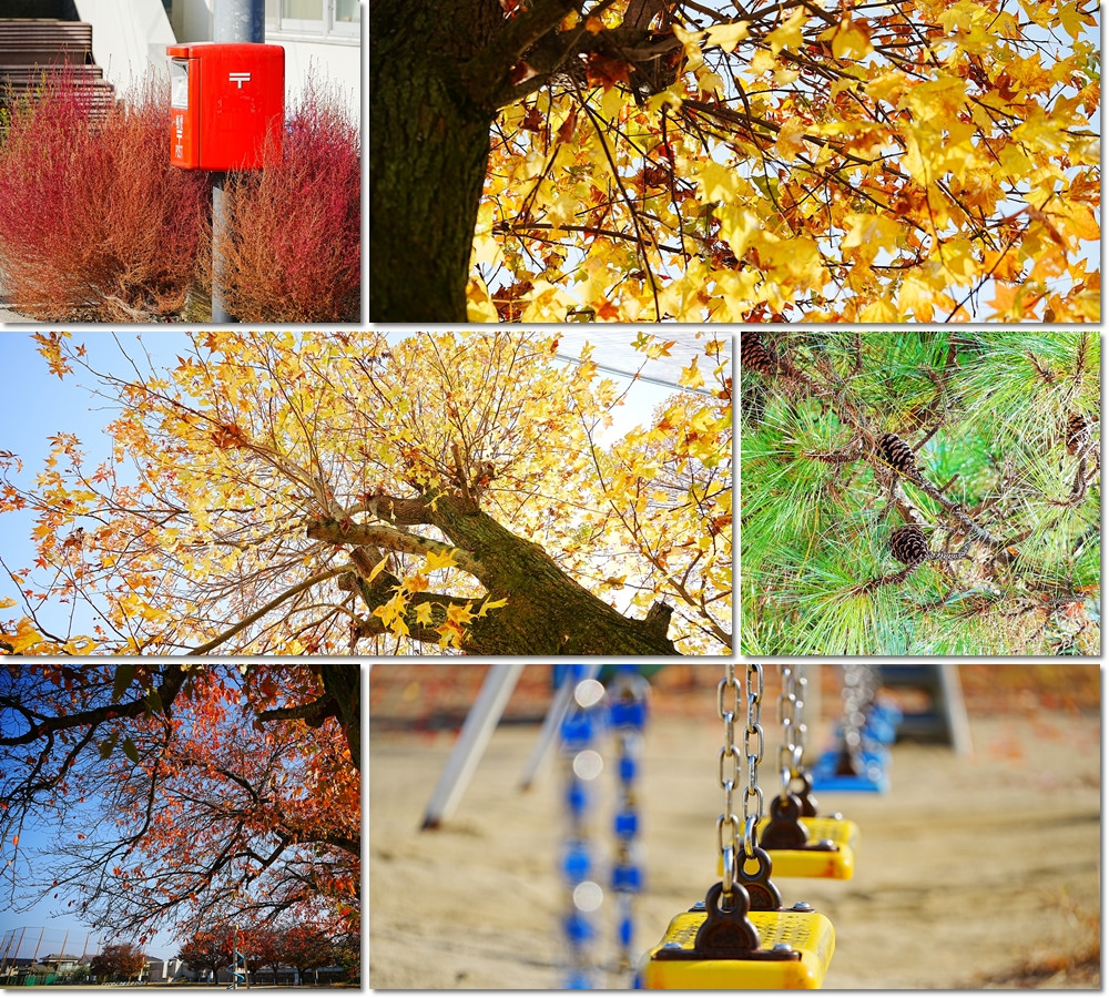 1127　高津小紅葉狩り５